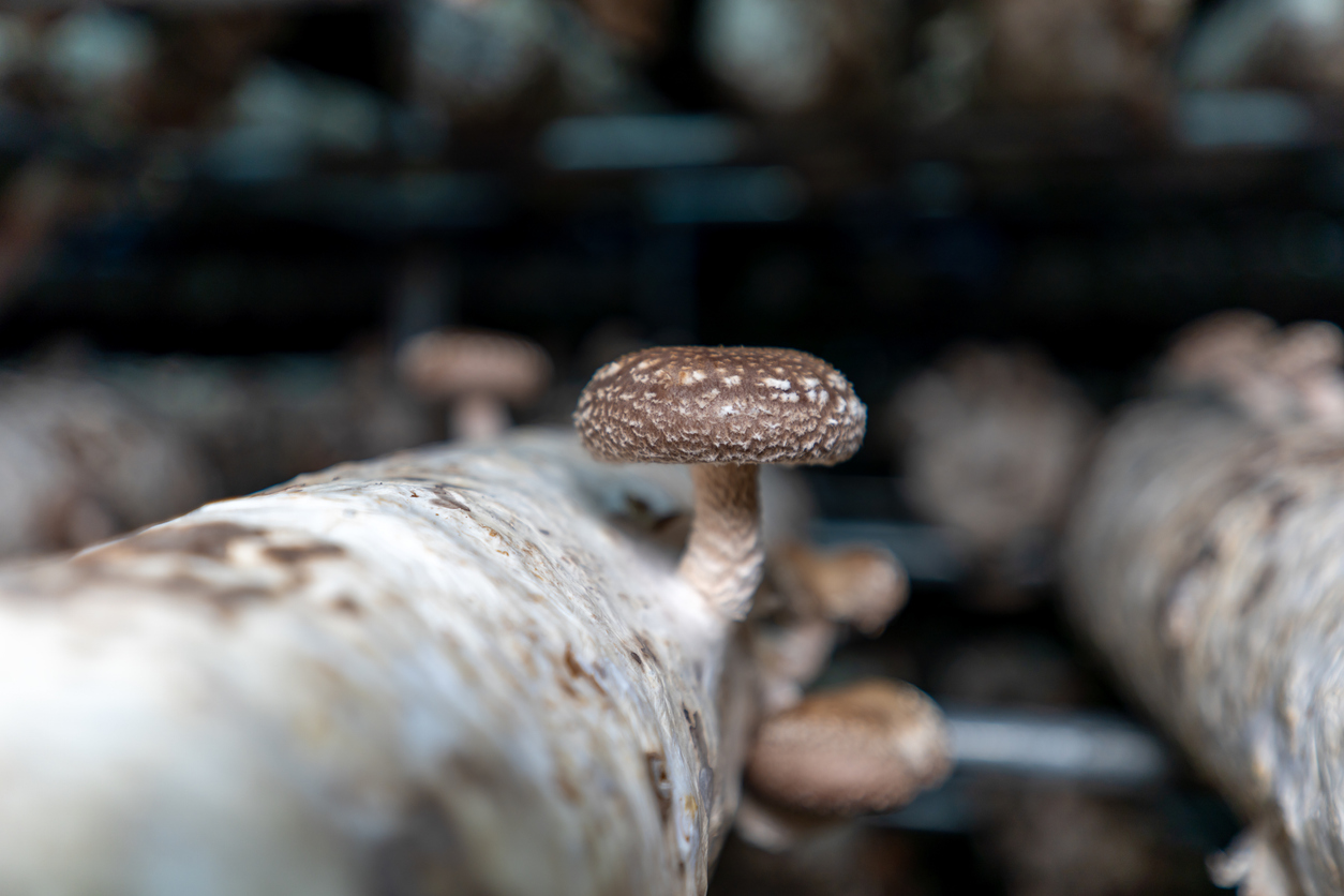 Close-up of mushrooms on mushroom culture medium